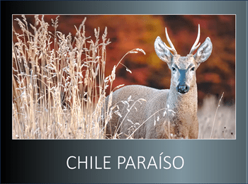Espectacular documental de la Patagonia en su máxima expresión realizado por fotógrafo Chileno